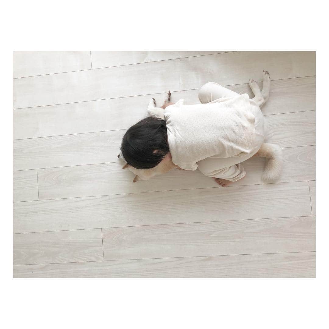 高垣麗子さんのインスタグラム写真 - (高垣麗子Instagram)「・ 今日も小さな怪獣が 私に覆いかぶさる。 ずっと居る。 ずっと居る。 朝から晩まで ずっと居る。 今年のゴールデンウィークは 長いんだった𓈓 ・ ・ #shibainu  #柴犬 #さくら #こころの声」5月2日 15時19分 - reikotakagaki