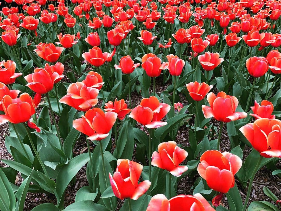 Monday満ちるさんのインスタグラム写真 - (Monday満ちるInstagram)「#tulipsthursday is an actual hashtag...! I love driving along #parkavenue and seeing them 🌷」5月3日 2時21分 - mondaymichiru