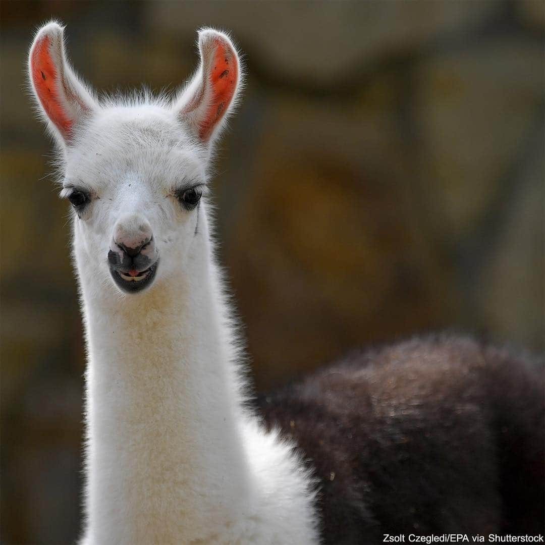 ABC Newsさんのインスタグラム写真 - (ABC NewsInstagram)「A two-week-old llama is exploring his enclosure at the Zoo of Debrecen in Hungary. Welcome to the world! #llama #babyanimals #cuteanimals #hungary #debrecen」5月3日 2時22分 - abcnews