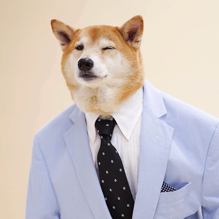 Menswear Dogさんのインスタグラム写真 - (Menswear DogInstagram)「Lighten Up for Spring 😉  Like a breath of fresh air in an office full of dark suits, a light blue @brooksbrothers suit keeps you cool in more ways than one.  #ad #BarksBrothers #BeingBrooksy  Vote Man🙋🏻‍♂️ or Dog 🐶」5月3日 1時00分 - mensweardog