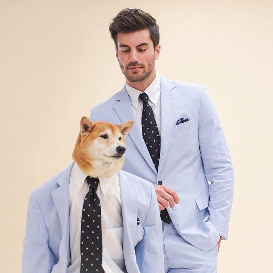 Menswear Dogさんのインスタグラム写真 - (Menswear DogInstagram)「Lighten Up for Spring 😉  Like a breath of fresh air in an office full of dark suits, a light blue @brooksbrothers suit keeps you cool in more ways than one.  #ad #BarksBrothers #BeingBrooksy  Vote Man🙋🏻‍♂️ or Dog 🐶」5月3日 1時00分 - mensweardog