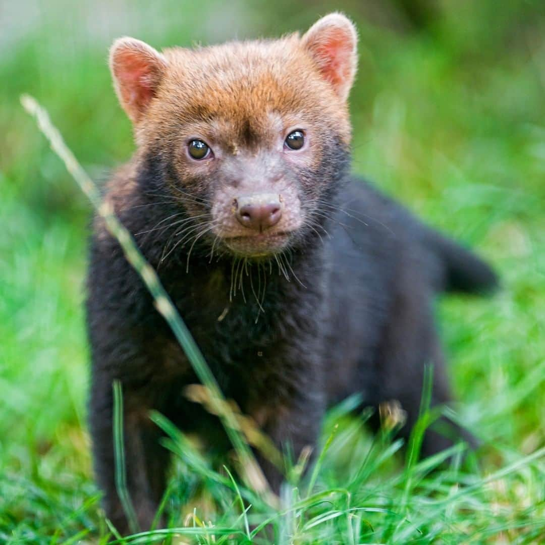 アニマルプラネットさんのインスタグラム写真 - (アニマルプラネットInstagram)「Bush dogs are SO elusive they were first discovered by their fossils. Familiar with the smell of wet dog? These pups produce a distinct smell similar to the smell of vinegar! . . . . . #animalsofinstagram #animalplanet #animaloftheday #wild #wildlife #outdoors #animals #wildanimals #conservation #nature #animallovers #instanature #wildgeography #dog #dogs_of_instagram #dogsofig #bushdog」5月3日 1時00分 - animalplanet