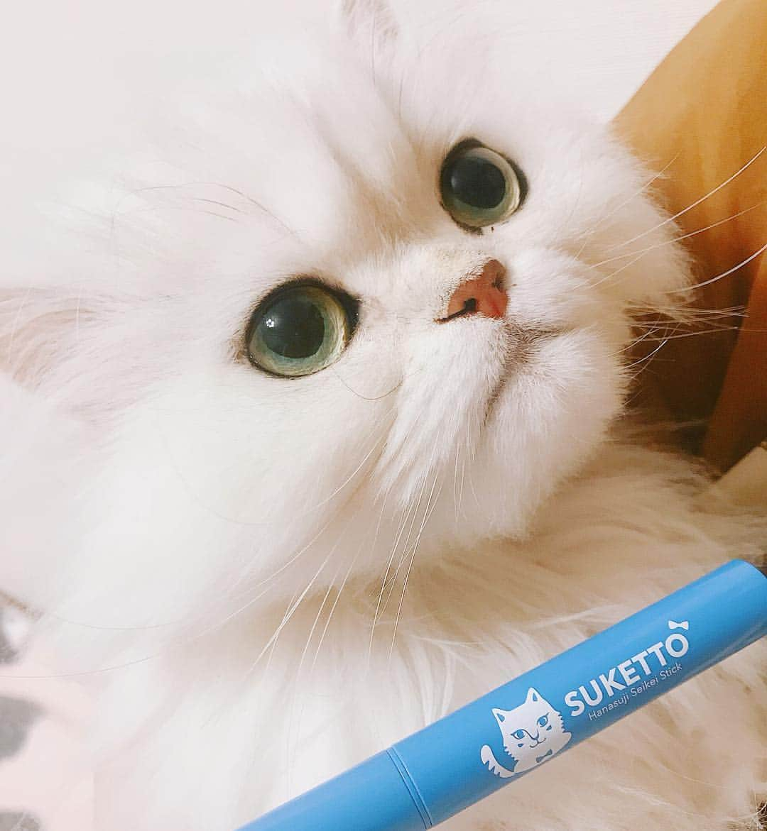 manami☺︎satoさんのインスタグラム写真 - (manami☺︎satoInstagram)「* 猫のパッケージが可愛い😍💗 ノーズシャドウ！ ・ ふんわりとしたパウダーが 自然に立体鼻にしてくれます✨ テクニックいらずで、ぼかすだけなので 本当に簡単🙌 ・ ふぅ様も私も鼻低いので助かる～😂 ・ ^ↀᴥↀ^ｲｯｼｮﾆｽﾙﾆｬ ・ 笑 ・ #メイクのスケット#SUKETTO#新作コスメ2019 #メイク #美容 #美容好き #チンチラシルバー#猫#ねこ#ふわもこ部#ペコねこ部#anicas#サンデイ#ペルシャ#猫のいる暮らし#냥스타그램#猫咪#KATZE#GATTA #ilovecats#meaw#kot#koty#catoftheday#cat#cats#instacat#catstagram#catsofinstagram#chinchillacat」5月3日 1時02分 - fuwari_kinaco