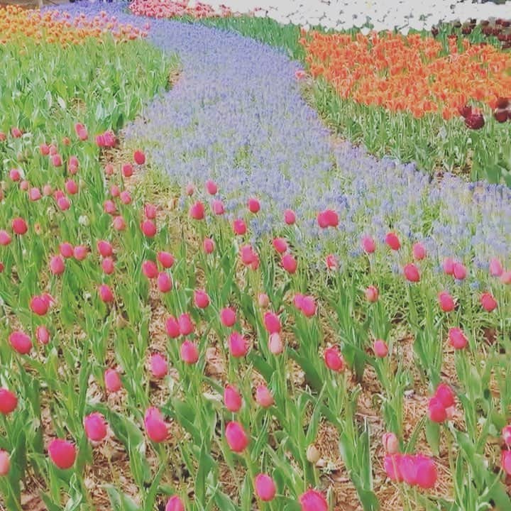 のインスタグラム：「🌷🌷🌷🚣‍♀️🌷🌷🌷」