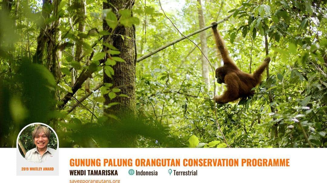 Tim Lamanさんのインスタグラム写真 - (Tim LamanInstagram)「Photo by @TimLaman.  An adult male orangutan in his prime in Gunung Palung National Park.  Congratulations to Wendi Tamariska and the whole @saveGPorangutans team for recognition in London last night at the Whitley Awards for Nature for his important work protecting orangutans and rain forests through sustainable livelihoods for villagers around the national park.  Check the link in my profile to learn about the project and watch the 2 min video narrated by none other than Sir David Attenborough!  To learn how you can help save the orangutans of Borneo, follow @saveGPorangutans. #GunungPalung #GunungPalungNationalPark #orangutan #Kalimantan #Borneo #Indonesia.」5月3日 1時41分 - timlaman