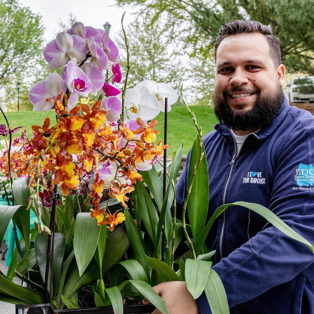 ニューヨーク植物園さんのインスタグラム写真 - (ニューヨーク植物園Instagram)「The thousands of #orchids that make The Orchid Show shine each year continue to show off well after the exhibition concludes, thanks to regional senior centers like Erma Cava, James Monroe, RAIN Boston East, and Mt. Carmel. Right after the show ends each year, their staff visit NYBG for our annual orchid giveaway, so their residents will have flashy flowers to care for at home. 🌸✨」5月3日 1時50分 - nybg