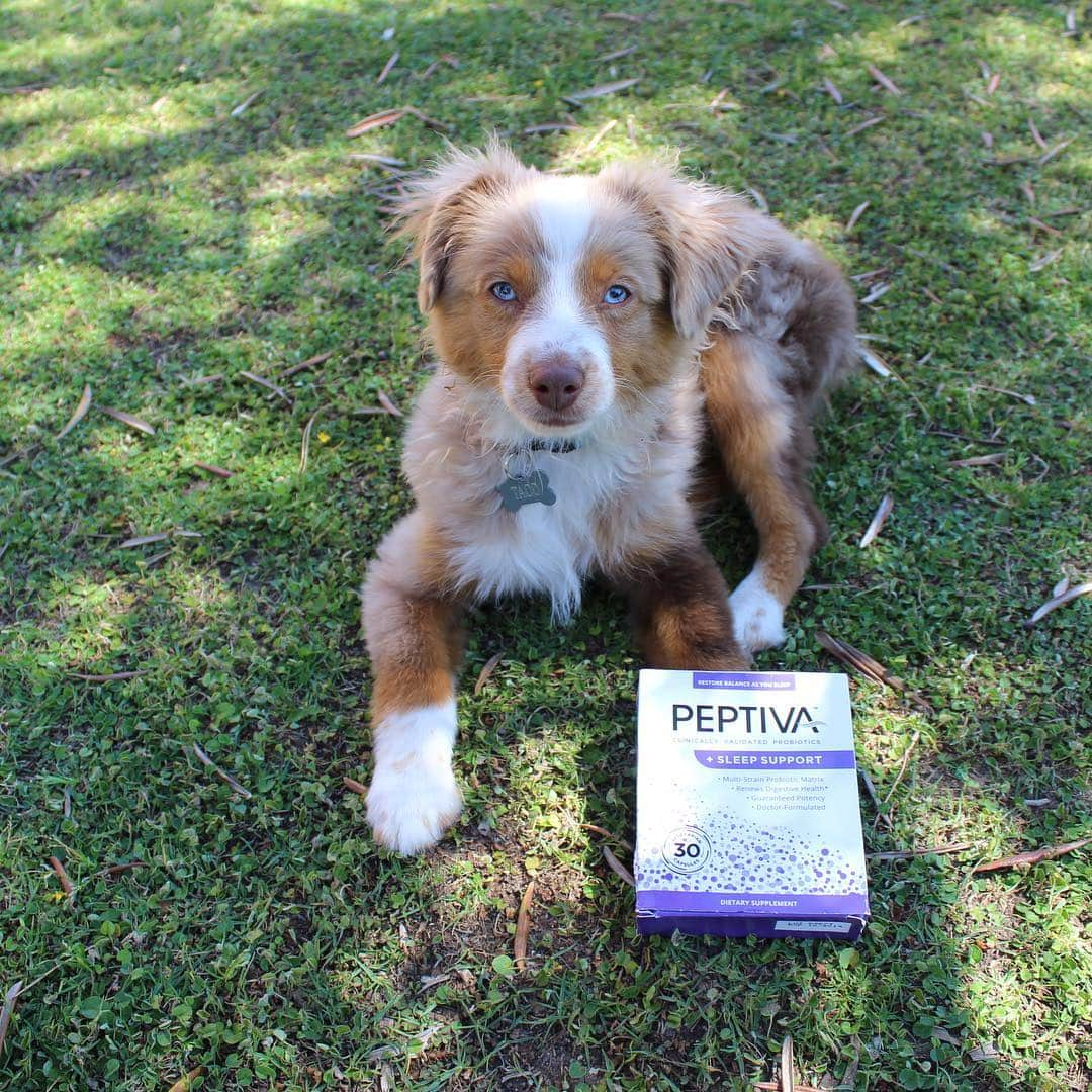 ベレン・モゾさんのインスタグラム写真 - (ベレン・モゾInstagram)「🐾 At the end, he is still a puppy!  He loves cardboard and stole my @peptiva from my nightstand this morning! 🌃💊 I recently convinced my boyfriend to take his probiotics at night as well, do you take them in the AM or PM? 📸 photo credit for @robertfarah ! He caught him! ——————— Taco es muy buen cachorro,pero sigue siendo un bebé. Le encanta el cartón aunque nunca a roto nada! Pero esta mañana Rob le pillo con mis caja de probióticos. Me hizo volver a mi insistencia, vosotros tomáis probióticos por la mañana o por la noche? . . #tacothetoyaussie #probiotics #guthealth」5月2日 17時39分 - belenmozo