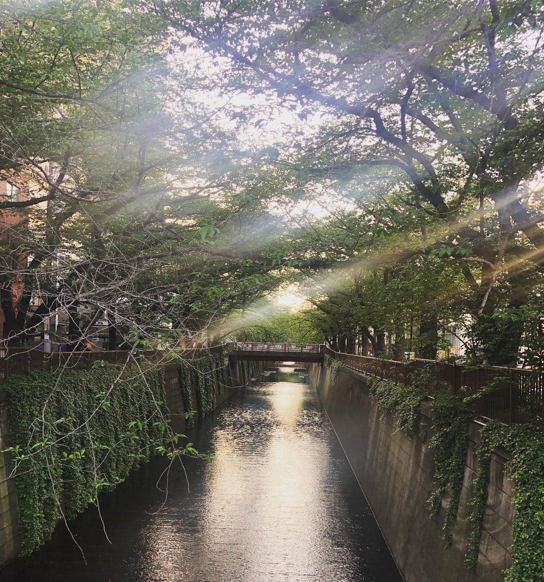 芦沢統人のインスタグラム：「桜のない目黒川も、良いかと。」