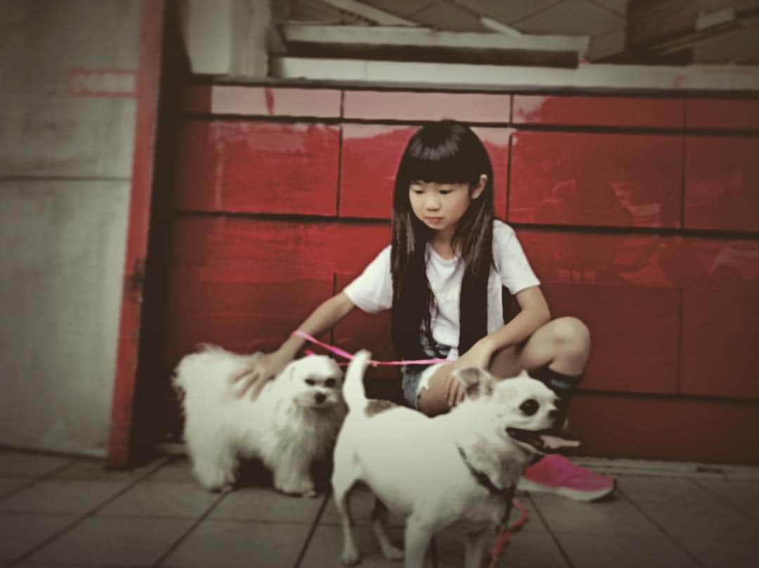 曹格格さんのインスタグラム写真 - (曹格格Instagram)「我家的三位小公主⋯⋯ #dog #princess」5月2日 18時33分 - supergarychaw