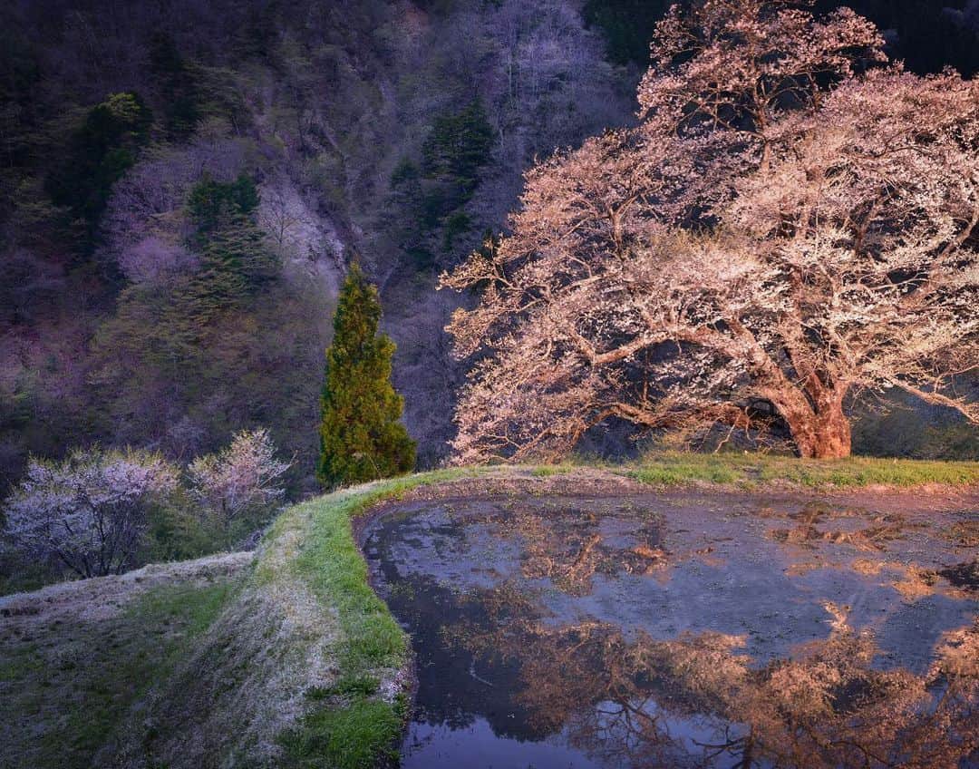 あや ◡̈*❤︎ayaさんのインスタグラム写真 - (あや ◡̈*❤︎ayaInstagram)「. . . 2019年の春🌸 まだ続きます。 . . まだ見たい桜がある。 . . . 📍長野県 📷2019.4.29」5月2日 19時04分 - aya.15aya