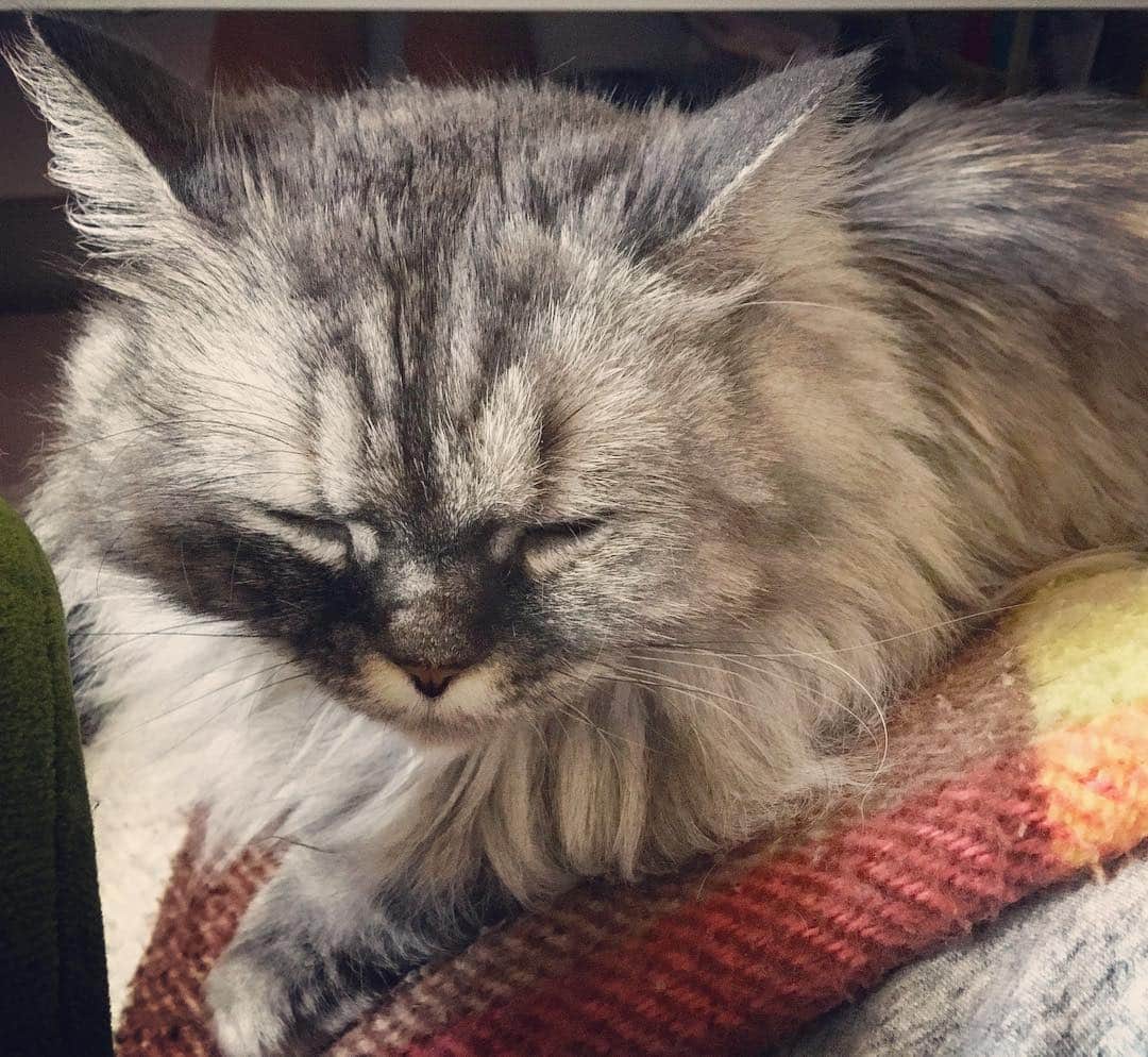 藤原ゆかのインスタグラム：「必死に仕事している私の膝の上で…毎日毎日スヤァ……😇 #munchkin #マンチカン短足」