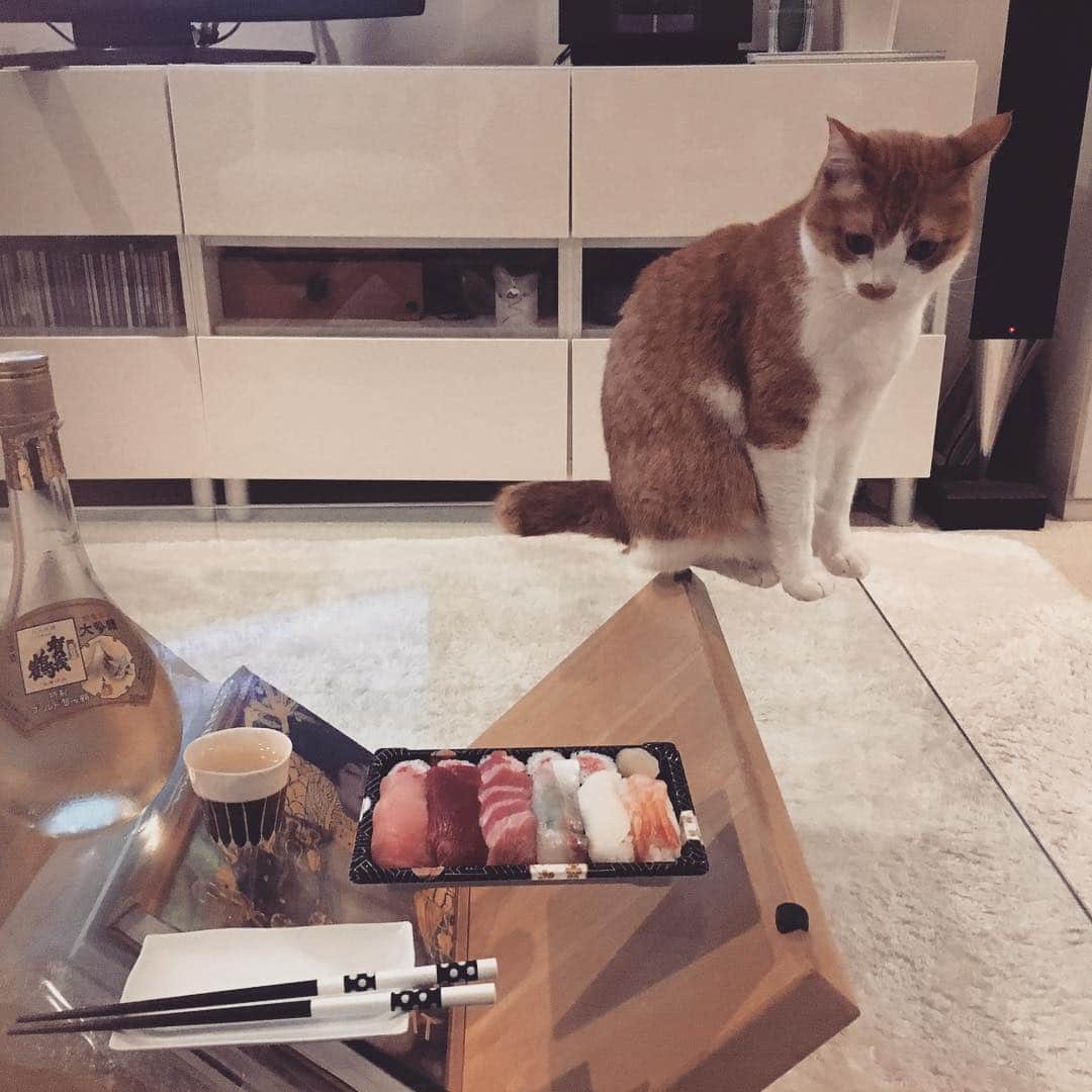 川上麻衣子さんのインスタグラム写真 - (川上麻衣子Instagram)「令和に乾杯！猫見酒！」5月2日 19時26分 - kawakami.maiko