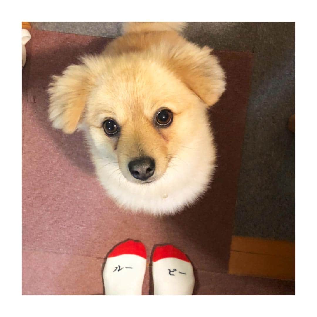 加村真美のインスタグラム：「ただいま  #岩手 #ルービー #instagram」