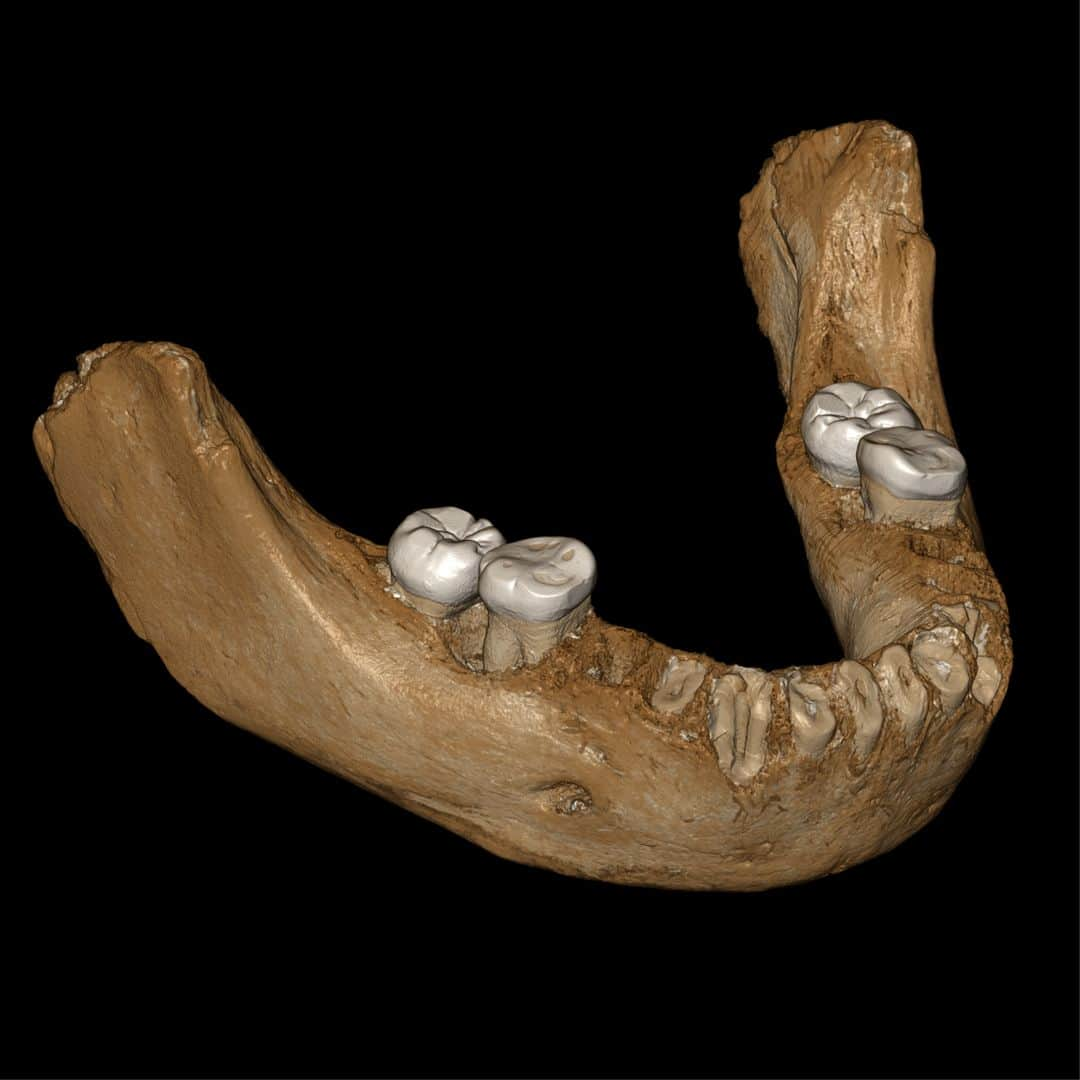 ルモンドさんのインスタグラム写真 - (ルモンドInstagram)「Reconstitution numérique d’une mâchoire de plus de 160 000 ans, trouvée dans une grotte tibétaine.  Il y a plus de 160 000 ans, les hauts plateaux tibétains, dont on pensait que notre espèce était la première à les avoir colonisés (il y a 40 000 ans environ), étaient déjà habités par de proches cousins, les dénisoviens. L’énigme que constitue ce groupe humain commence à se dissiper, avec l’analyse, d’une mâchoire inférieure trouvée il y a bientôt quarante ans par un bonze, dans une grotte de la province tibétaine de Gansu, en Chine. Les dénisoviens n’ont pas de visage, et la mâchoire tibétaine ne suffira pas à leur en donner un. Mais elle livre de multiples pistes pour établir le portrait-robot d’un groupe humain jusqu’alors connu essentiellement à travers son ADN. - Photo : Jean-Jacques Hublin / MPI-EVA / Leipzig - #Archeologie #Denisoviens」5月2日 19時45分 - lemondefr