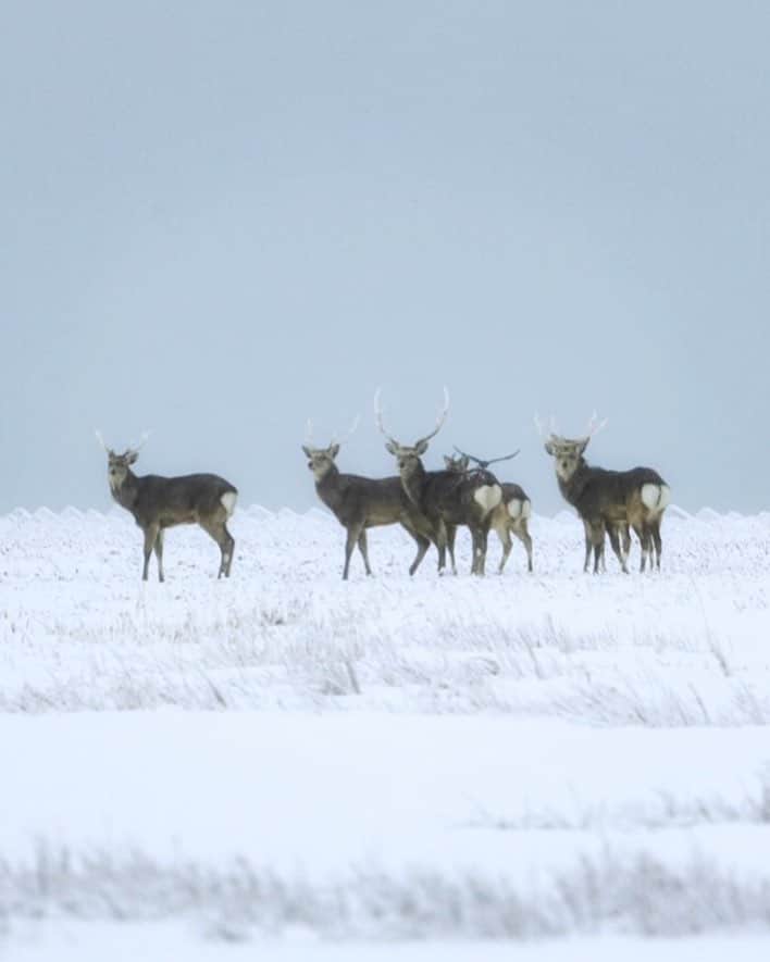 Hikaruのインスタグラム：「I meet the group of the buck. . . . 鹿の群れに出逢う。 春国岱。 春にもう一度行きたいなぁ。 . . . #エゾシカ  #deer #東京カメラ部 #instagram #igersjp  #tokyocameraclub  #natgeo #yourshotphotographer  #sony #bealpha #sonyalpha  #pashadelic #naturephotography #naturegeography #lovers_nippon #photogrena_nature #photo_shorttrip #japan #visitjapanjp #longexposure_japan #hokkaido #写真好きな人と繋がりたい」