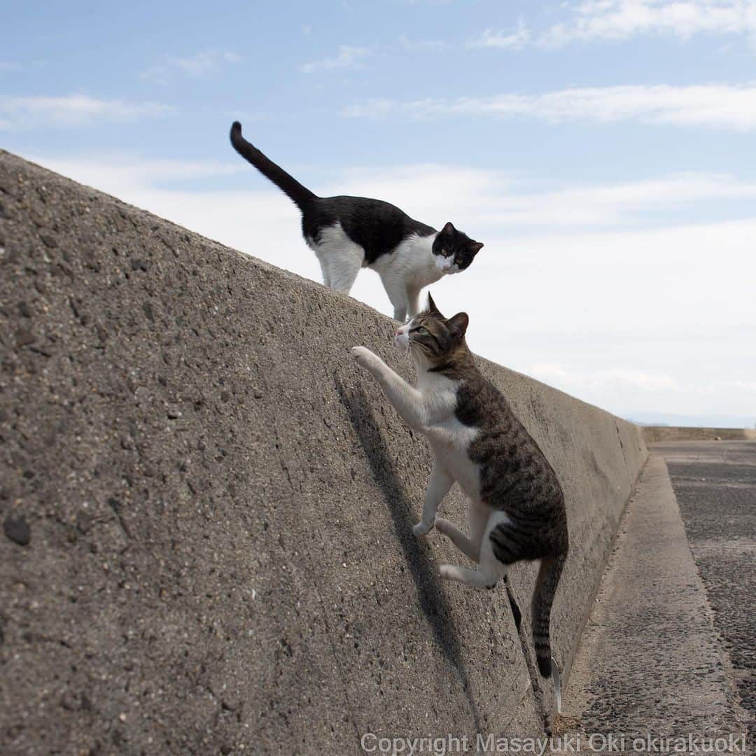 Masayukiさんのインスタグラム写真 - (MasayukiInstagram)「見守る。  #cat #ねこ」5月2日 19時48分 - okirakuoki