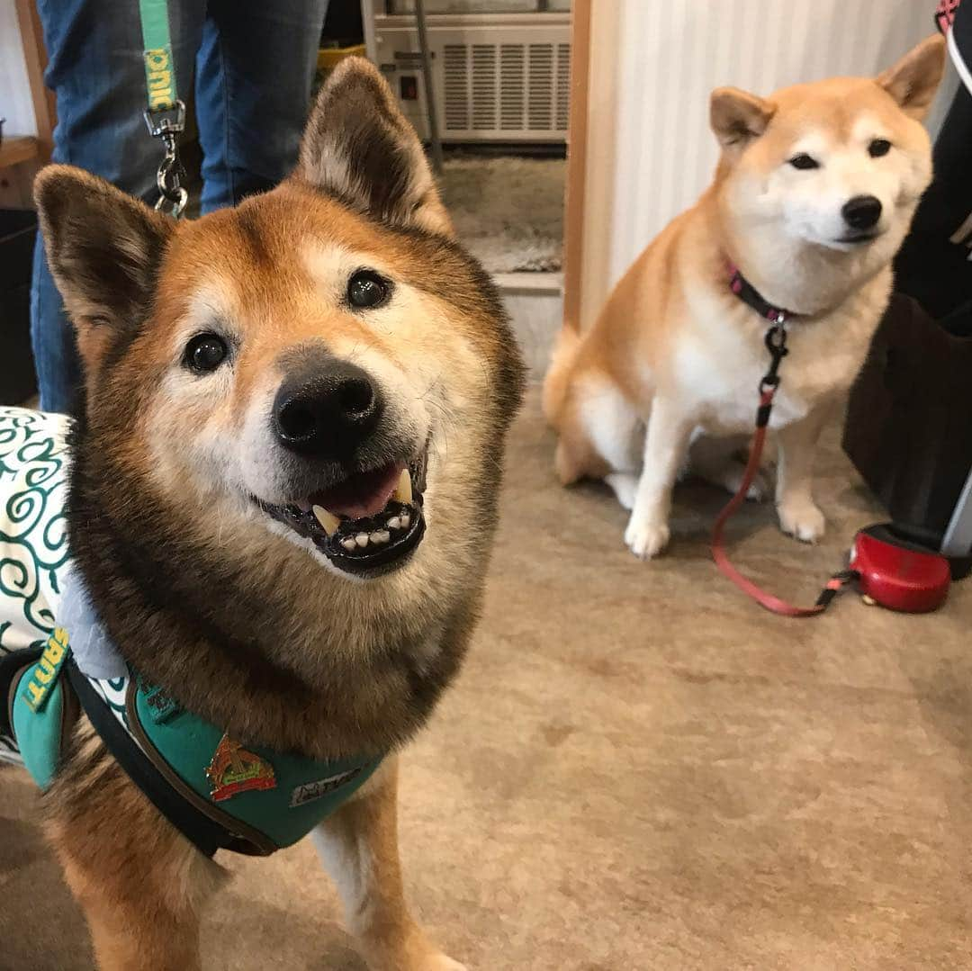 柴犬のモモさんのインスタグラム写真 - (柴犬のモモInstagram)「久々にキミリーカフェさんに行って来ました。飼い主はマルゲリータとピクルス、ドルチェをペロリといただきました。モモさんはササミにこの笑顔。看板犬のポム君、お客さんのてっちゃんと柴距離しつつパシャリ。帰りは川にかかる鯉のぼりと、いつもの場所でスカイツリーと撮影しました #いぬ #イヌ #犬 #柴犬 #赤柴 #日本犬 #犬バカ部 #ふわもこ部 #いぬら部 #癒しわんこ #柴犬マニア #犬のいる暮らし #口角キュキュッと部 #shiba #shibainu #shibadog #dogstagram #dogsofinstagram #shibastagram #shibasofinstagram #shibamania #inu #instadog #toyota_dog」5月2日 19時51分 - shi_ba_i_nu_momo