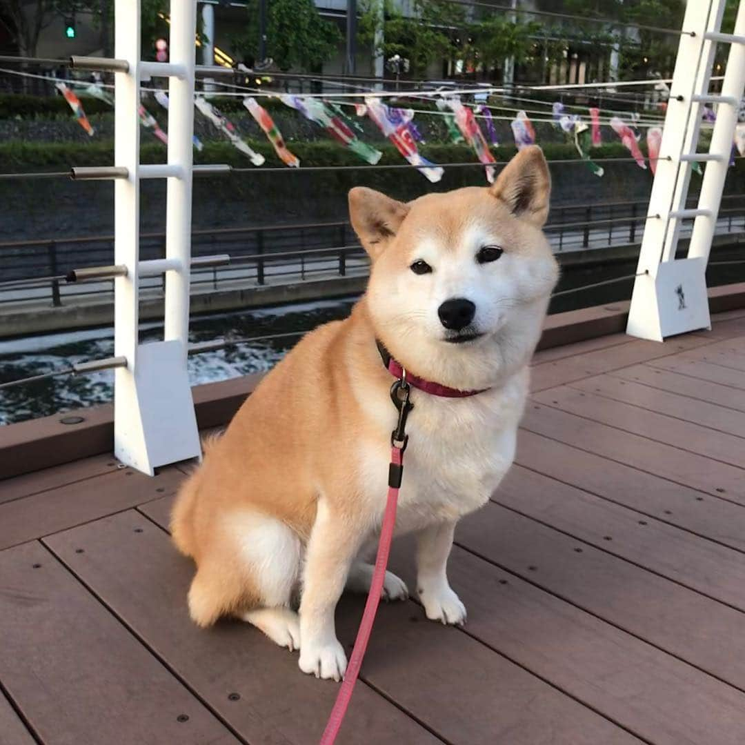 柴犬のモモさんのインスタグラム写真 - (柴犬のモモInstagram)「久々にキミリーカフェさんに行って来ました。飼い主はマルゲリータとピクルス、ドルチェをペロリといただきました。モモさんはササミにこの笑顔。看板犬のポム君、お客さんのてっちゃんと柴距離しつつパシャリ。帰りは川にかかる鯉のぼりと、いつもの場所でスカイツリーと撮影しました #いぬ #イヌ #犬 #柴犬 #赤柴 #日本犬 #犬バカ部 #ふわもこ部 #いぬら部 #癒しわんこ #柴犬マニア #犬のいる暮らし #口角キュキュッと部 #shiba #shibainu #shibadog #dogstagram #dogsofinstagram #shibastagram #shibasofinstagram #shibamania #inu #instadog #toyota_dog」5月2日 19時51分 - shi_ba_i_nu_momo