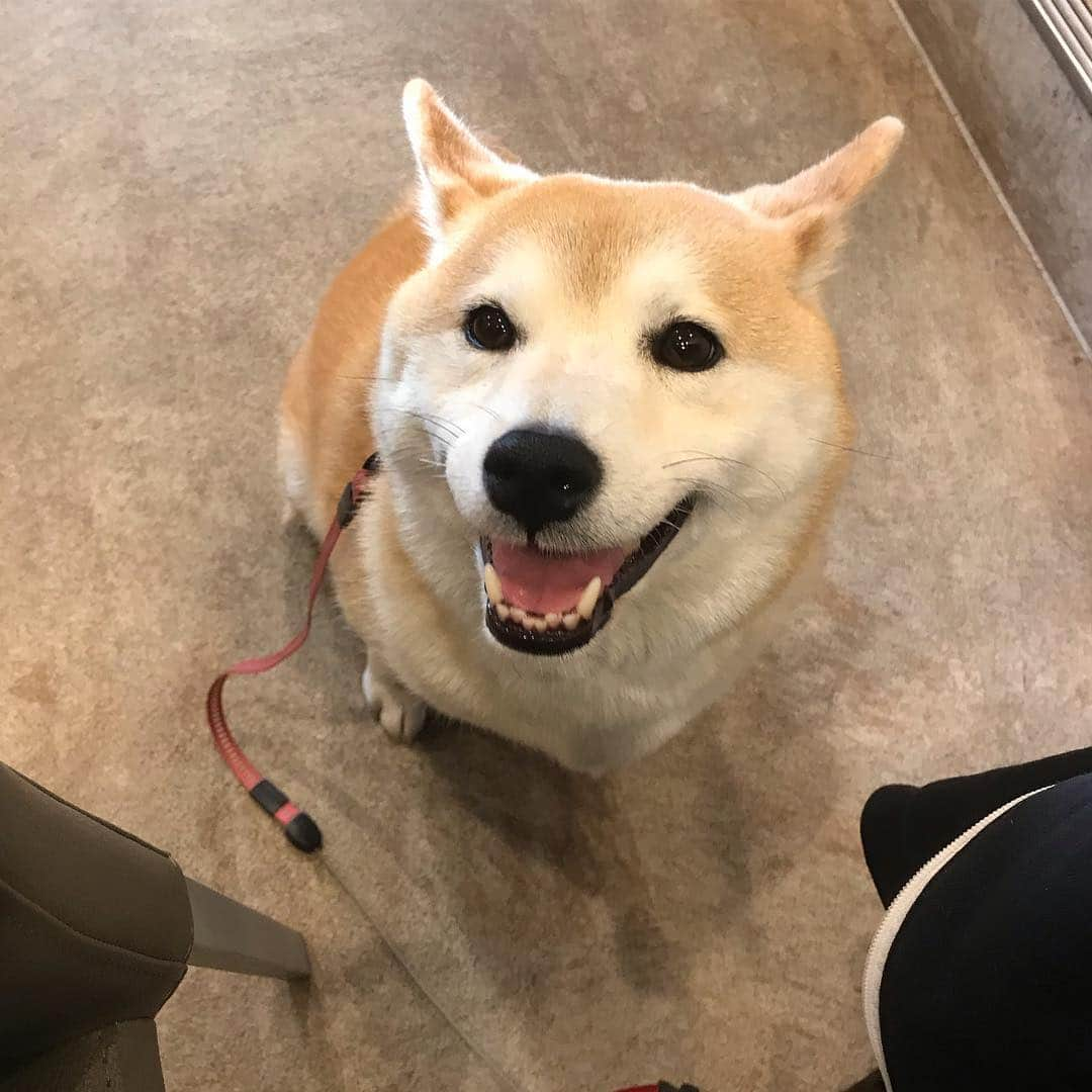 柴犬のモモさんのインスタグラム写真 - (柴犬のモモInstagram)「久々にキミリーカフェさんに行って来ました。飼い主はマルゲリータとピクルス、ドルチェをペロリといただきました。モモさんはササミにこの笑顔。看板犬のポム君、お客さんのてっちゃんと柴距離しつつパシャリ。帰りは川にかかる鯉のぼりと、いつもの場所でスカイツリーと撮影しました #いぬ #イヌ #犬 #柴犬 #赤柴 #日本犬 #犬バカ部 #ふわもこ部 #いぬら部 #癒しわんこ #柴犬マニア #犬のいる暮らし #口角キュキュッと部 #shiba #shibainu #shibadog #dogstagram #dogsofinstagram #shibastagram #shibasofinstagram #shibamania #inu #instadog #toyota_dog」5月2日 19時51分 - shi_ba_i_nu_momo