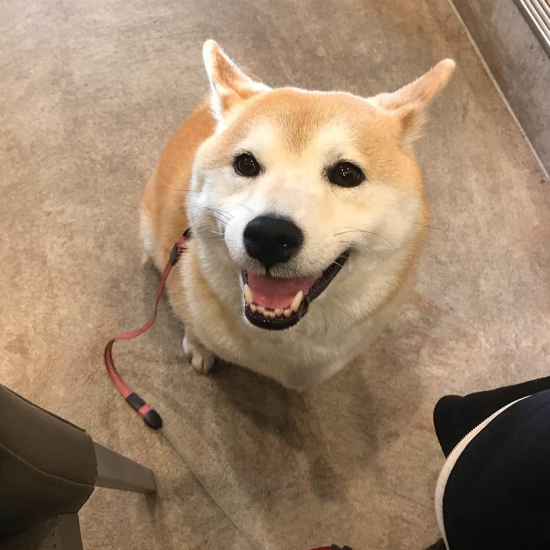 柴犬のモモのグルメインスタ