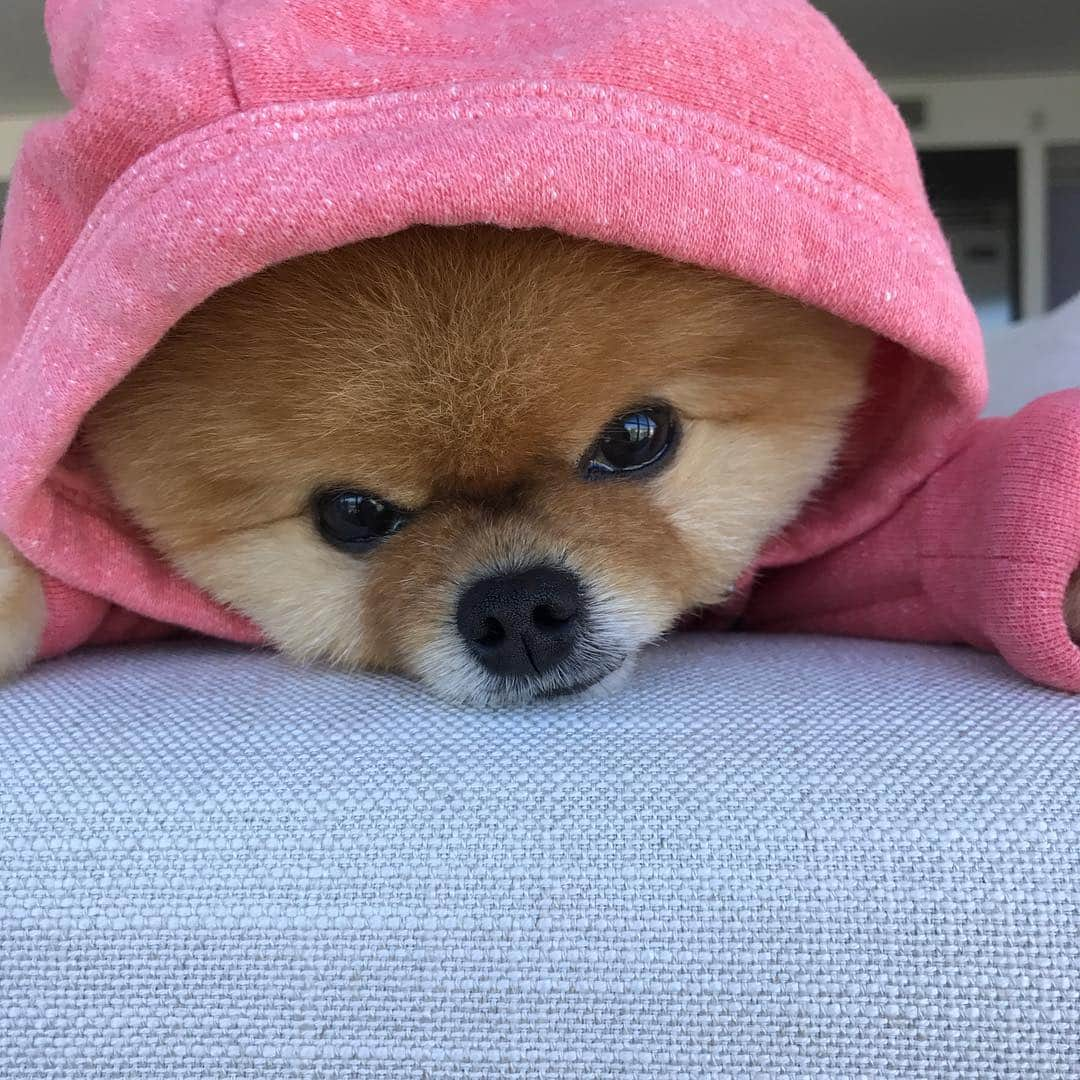 jiffさんのインスタグラム写真 - (jiffInstagram)「💗」5月2日 20時10分 - jiffpom