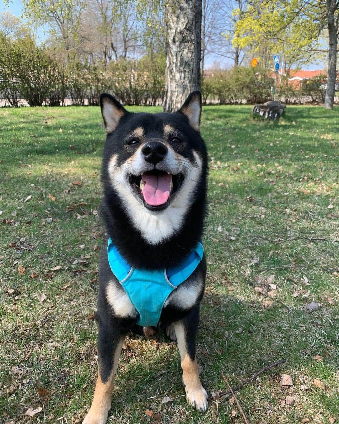 ?Fricko the Shiba Inu?さんのインスタグラム写真 - (?Fricko the Shiba Inu?Instagram)「Happy baby here 🥰 🐾 🐾 🐾 #Keaton #🐶 #shiba #shibainu #dog #柴犬 #黒柴 #子犬 #shibalovers #shibaholics #dogoftheday #dogslife #weeklyfluff  #dogstagram  #dogscorner #shibapuppy #puppiesofinstagram」5月2日 20時07分 - umigiva