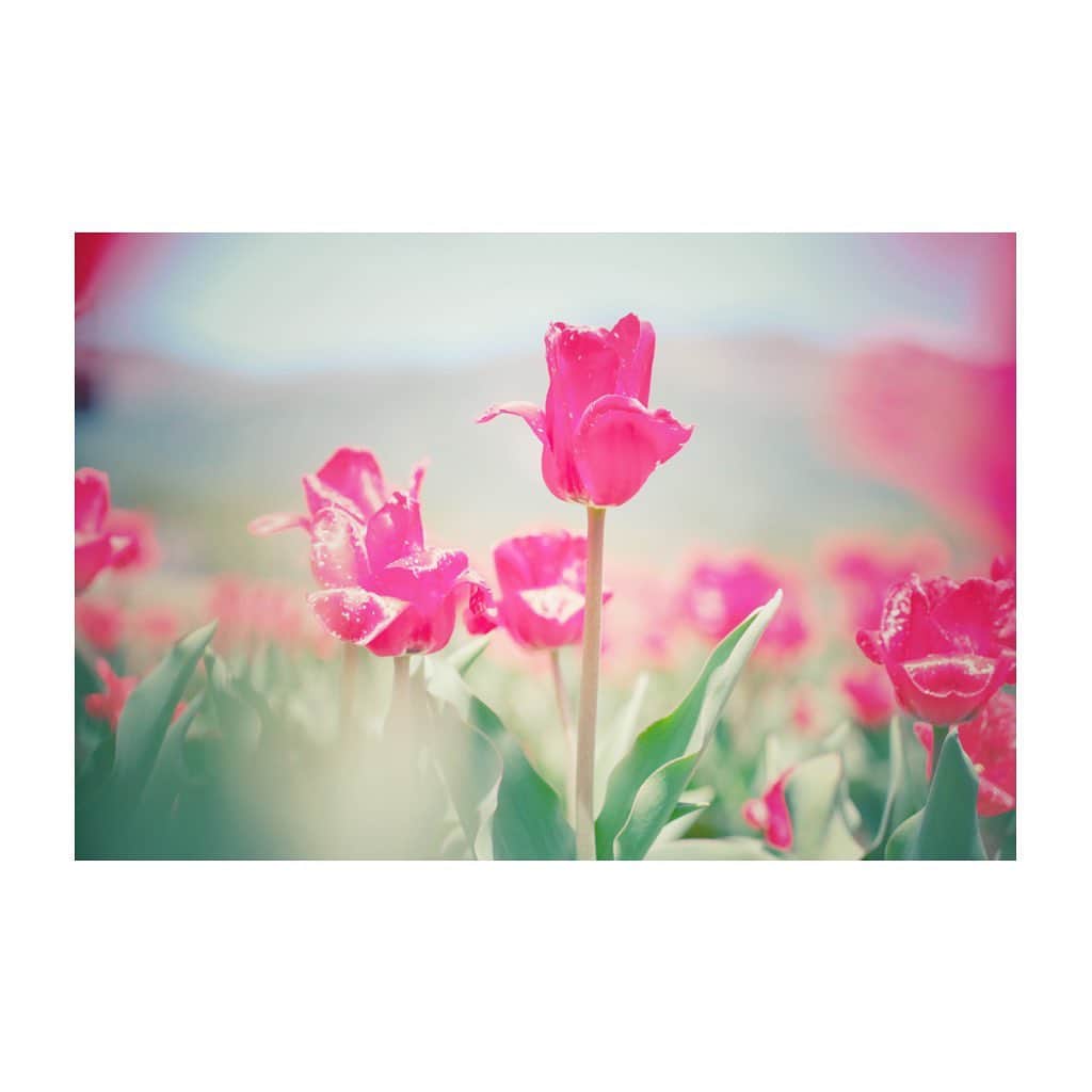 紗々さんのインスタグラム写真 - (紗々Instagram)「Kiss me chu-chu-chu-chu TULIP🌷♪ * #チューリップ #チューリップ畑 #5月 #花の写真館 #花畑 #カメラ女子 #tulip #tulips #flowers #instaflower #instagram #photography #chu」5月2日 20時27分 - 03sasa03