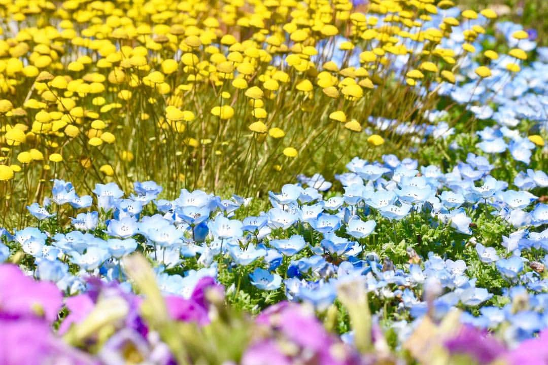 岡田ひとみ（ねんドル）さんのインスタグラム写真 - (岡田ひとみ（ねんドル）Instagram)「#flower #photoshoot #photography #japan #japon #一眼レフ #花」5月2日 20時36分 - hitomi_nendol