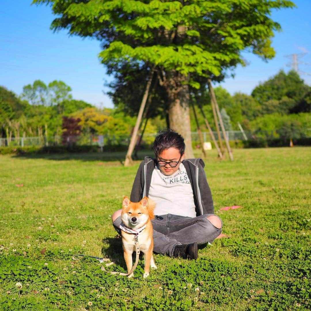 豆柴にこちゃんさんのインスタグラム写真 - (豆柴にこちゃんInstagram)「🐶 今日は、７日のセカンドオピニオンで予約した大学病院の紹介状をもらうために行きつけの病院へ。 . 先日postした右足を痛がる瞬間の映像（10枚目）を先生に見せたところ、レントゲンやエコーでは異常なかったし、膝ではなくかかとの靭帯か神経系の可能性があるかもとのこと。 . 動画は貴重な資料になるので 新しい大学病院でも見せてくださいと言われました。 . 前回の大学病院ではレントゲンだけ見て左足のパテラが原因と安易に診断されたけど、にこが痛いのは右足なんだってことをホームドクターはちゃんと分かってくれているのが救い✨ . 病院のあとは、 #cafesacai  でランチして小金井公園にトイレさせにいきました。 . ①枚目 車を停めてにこを受け取るところ . ②枚目 どこでもすぐ眠る父 . ③枚目 こういう動きはできるのに、 なんで歩けないんだろー . ④枚目 鼻に土がついて、フンガッ！ . ⑤枚目 おしっこは出たけどウンチ出ず . ⑥〜⑨枚目 #cafesacai でごはん中 . #にこの右足闘病記 .  #柴犬#豆柴#pecoいぬ部#犬#わんこ#犬#ここ柴部#shibainu#dog#mameshiba#pecotv#dog#いぬのきもち部#しばいぬ#しばけん#こいぬ#シバイヌ#いぬ#イヌ#赤柴#マメシバ#ペット#日本犬#子犬#puppy#doggo#pet」5月2日 20時46分 - nikochan.mame48