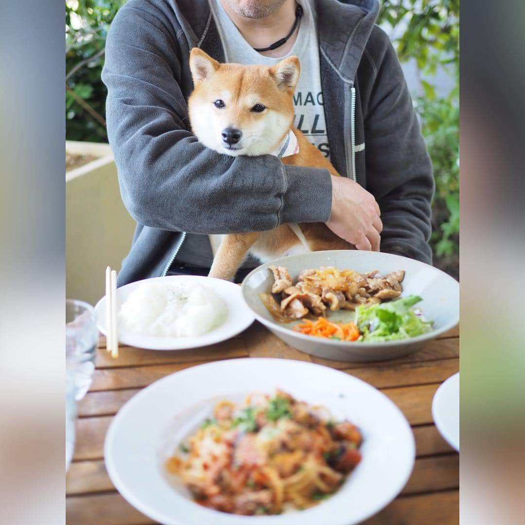 豆柴にこちゃんさんのインスタグラム写真 - (豆柴にこちゃんInstagram)「🐶 今日は、７日のセカンドオピニオンで予約した大学病院の紹介状をもらうために行きつけの病院へ。 . 先日postした右足を痛がる瞬間の映像（10枚目）を先生に見せたところ、レントゲンやエコーでは異常なかったし、膝ではなくかかとの靭帯か神経系の可能性があるかもとのこと。 . 動画は貴重な資料になるので 新しい大学病院でも見せてくださいと言われました。 . 前回の大学病院ではレントゲンだけ見て左足のパテラが原因と安易に診断されたけど、にこが痛いのは右足なんだってことをホームドクターはちゃんと分かってくれているのが救い✨ . 病院のあとは、 #cafesacai  でランチして小金井公園にトイレさせにいきました。 . ①枚目 車を停めてにこを受け取るところ . ②枚目 どこでもすぐ眠る父 . ③枚目 こういう動きはできるのに、 なんで歩けないんだろー . ④枚目 鼻に土がついて、フンガッ！ . ⑤枚目 おしっこは出たけどウンチ出ず . ⑥〜⑨枚目 #cafesacai でごはん中 . #にこの右足闘病記 .  #柴犬#豆柴#pecoいぬ部#犬#わんこ#犬#ここ柴部#shibainu#dog#mameshiba#pecotv#dog#いぬのきもち部#しばいぬ#しばけん#こいぬ#シバイヌ#いぬ#イヌ#赤柴#マメシバ#ペット#日本犬#子犬#puppy#doggo#pet」5月2日 20時46分 - nikochan.mame48