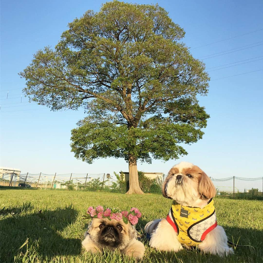 いぶそらさんのインスタグラム写真 - (いぶそらInstagram)「#こんばんは #friends  #自然 #満喫中 💐🌳🌲 #tree ※ 皆さんは、GWどのようにお過ごしですか⁉️ いぶきは、お友達と自然満喫してきました🌳💐 お友達のママさんが、花飾り作ってくれたよ〜🥰 GWも後半になってきました😭素敵な時間をお過ごしくださいね😌💕 Have a good time😘💝💐」5月2日 20時55分 - ku_ibusora