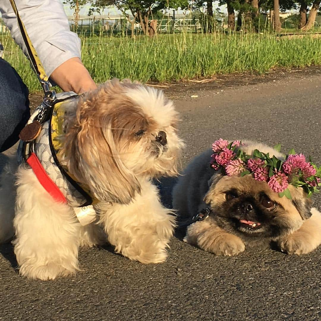 いぶそらさんのインスタグラム写真 - (いぶそらInstagram)「#こんばんは #friends  #自然 #満喫中 💐🌳🌲 #tree ※ 皆さんは、GWどのようにお過ごしですか⁉️ いぶきは、お友達と自然満喫してきました🌳💐 お友達のママさんが、花飾り作ってくれたよ〜🥰 GWも後半になってきました😭素敵な時間をお過ごしくださいね😌💕 Have a good time😘💝💐」5月2日 20時55分 - ku_ibusora