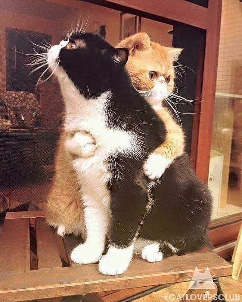 Cute Pets Dogs Catsさんのインスタグラム写真 - (Cute Pets Dogs CatsInstagram)「Everybody needs a hug 🤗😽❤️ #chat #neko #gato #gatto #meow #kawaii #nature #pet #animal #instacat #instapet #mycat #catlover #cats #catofinstagram #catoftheday #catlover #catsagram #catlovers #cat_features #catlady #catlife #catlove #catsgram #cutecat」5月2日 20時51分 - dailycatclub