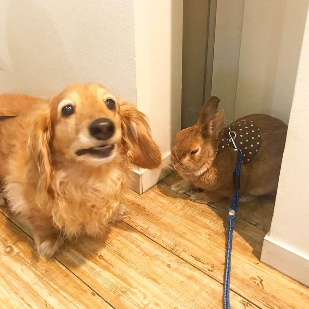 Chieko Shibutaさんのインスタグラム写真 - (Chieko ShibutaInstagram)「たろー🐶＆うじゃこ🐰 地方☀️ 大混雑の ショッピング さんぽ^_^ 賑やかさが 伝わらない⤵︎ 上手に 避難してる🐶🐰💦 たろー！ いいとこ 見つけたでしょ^_^空間👍 賑やかさに 圧倒されながらも ワクワク💕感 伝わってますよ☺️🐰✨ 田舎の🐶🐰 大都会の旅！ 💕✨🐶🍀🐰✨💕 #dachshund #dachshunds #dachshundlove #dog #dogs #doglove #instadog #instagram #instagood #pet #pets #petsagram #cute #cutepe #cutepet #cutedog #cuteanimals #likes #09076999576 happy #smile #rabbit #ラビット #ミニュチュア #ミニュチュアダックス  #ミニュチュアダックスフント #うさぎ部 #うさぎ #ダックス #ダックスフンドロングヘアー#お台場」5月2日 20時55分 - chieko.81