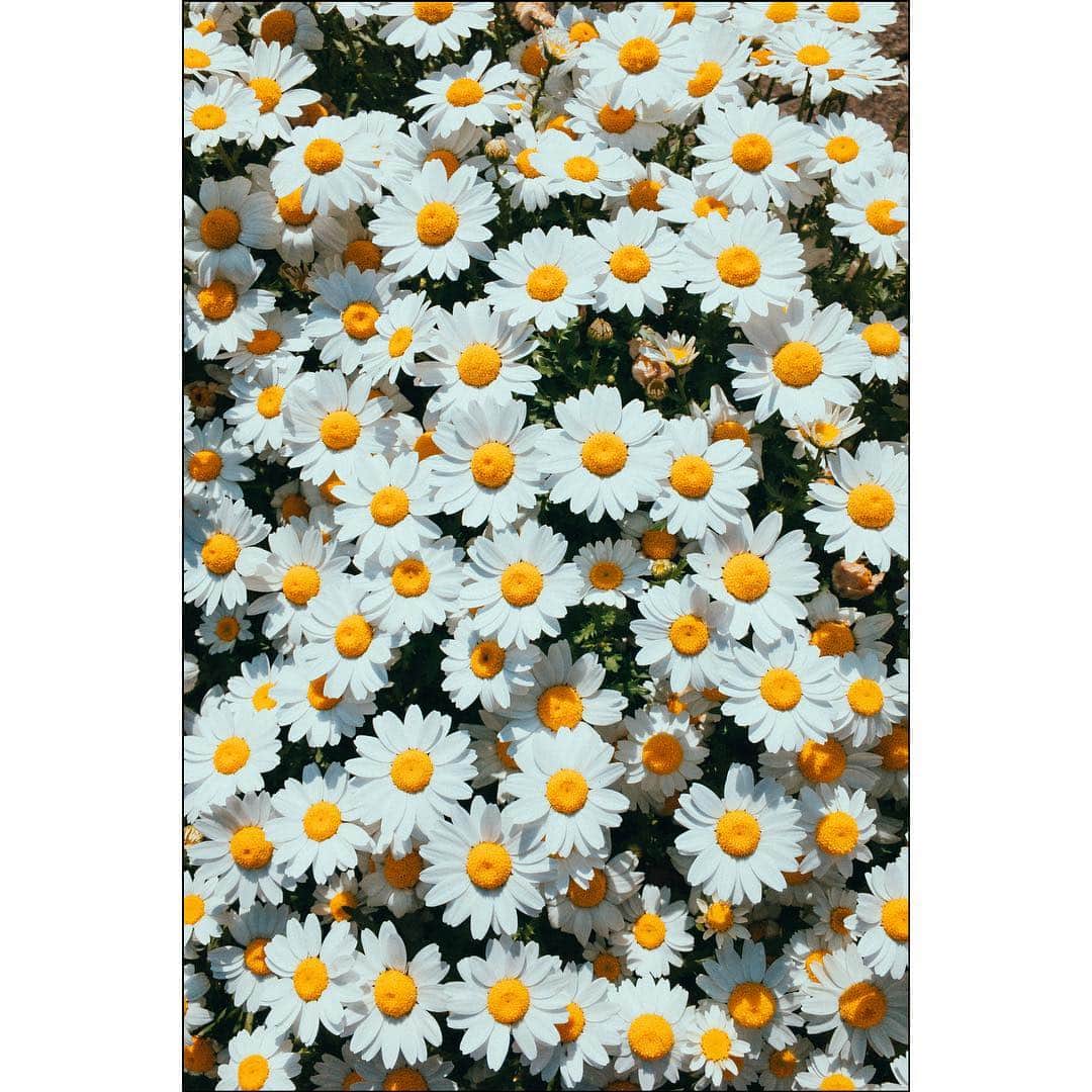 のインスタグラム：「🌼」