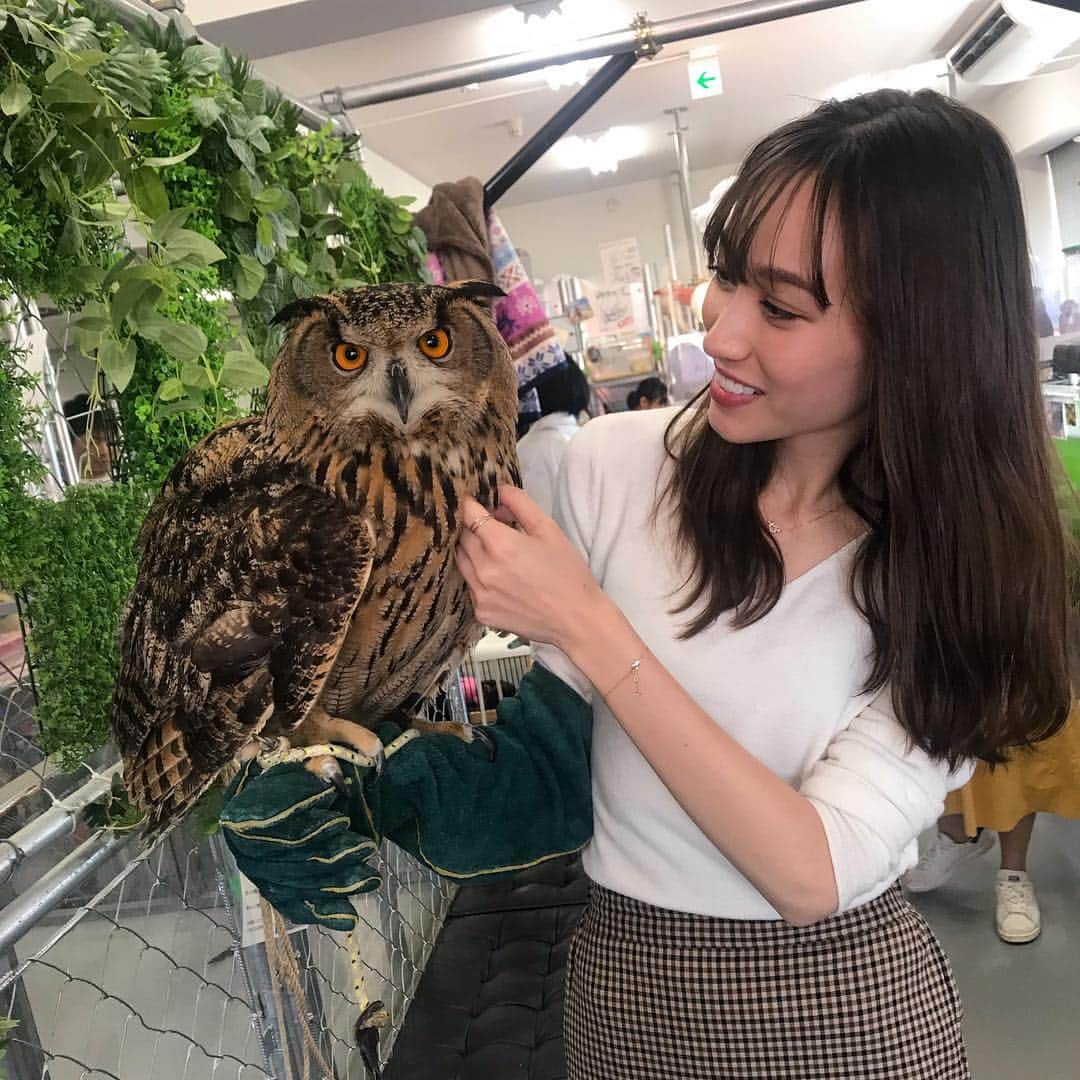 のインスタグラム：「. 念願のカワウソフレンズ🥰🥰 ほんとに可愛かった！ カワウソ以外の動物達もたくさん触れ合えて どの子もほんとに可愛かった😳❤️ 餌やり動画も載せたよ😂👉👉 . . #カワウソ #フクロウ #カワウソカフェ」