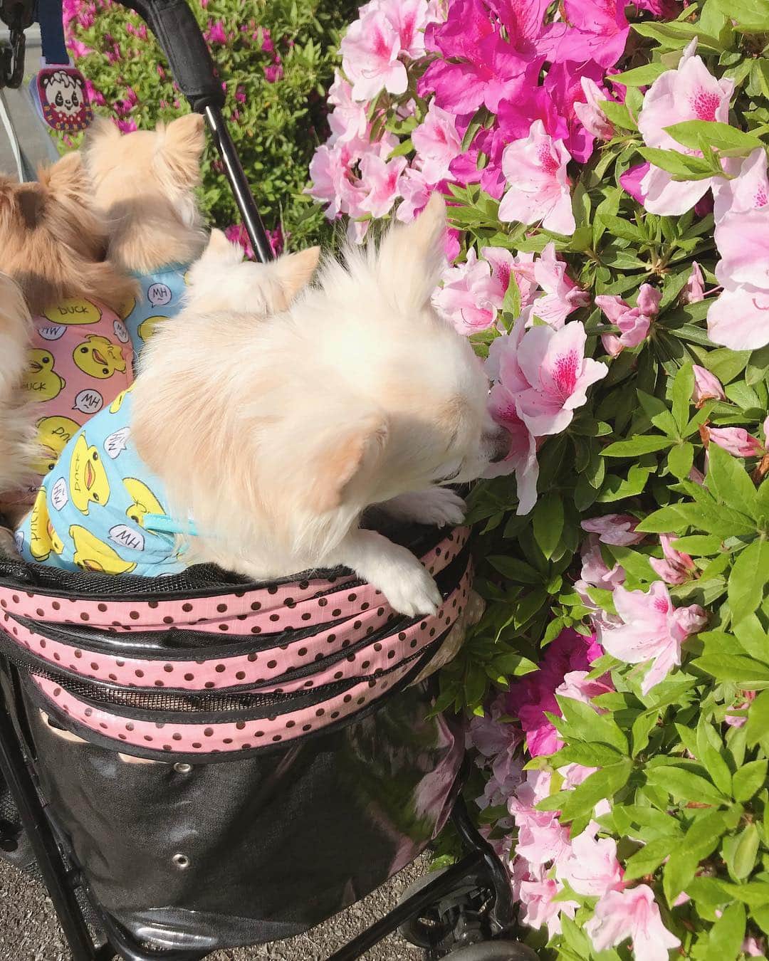 ∞maki∞??????さんのインスタグラム写真 - (∞maki∞??????Instagram)「2019.5.2 デコ♡フワ♡ピノ♡サラ♡オミ♡ ・ ・ ポカポカ陽気〜😚🌺💗✨ ・ ・ #ポカポカ陽気#お出かけ#dog#Chihuahua#Chihuahualove#Chihuahualife#instaChihuahua#photooftheday#IGersJP#west_dog_japan#all_dog_japan#happy#cute#love#犬#愛犬#チワワ#ちわわ#ロングコートチワワ#多頭飼い#可愛い#癒し#幸せ#仲良し#Goodnight#おやすみ」5月2日 21時19分 - maki_dfpso