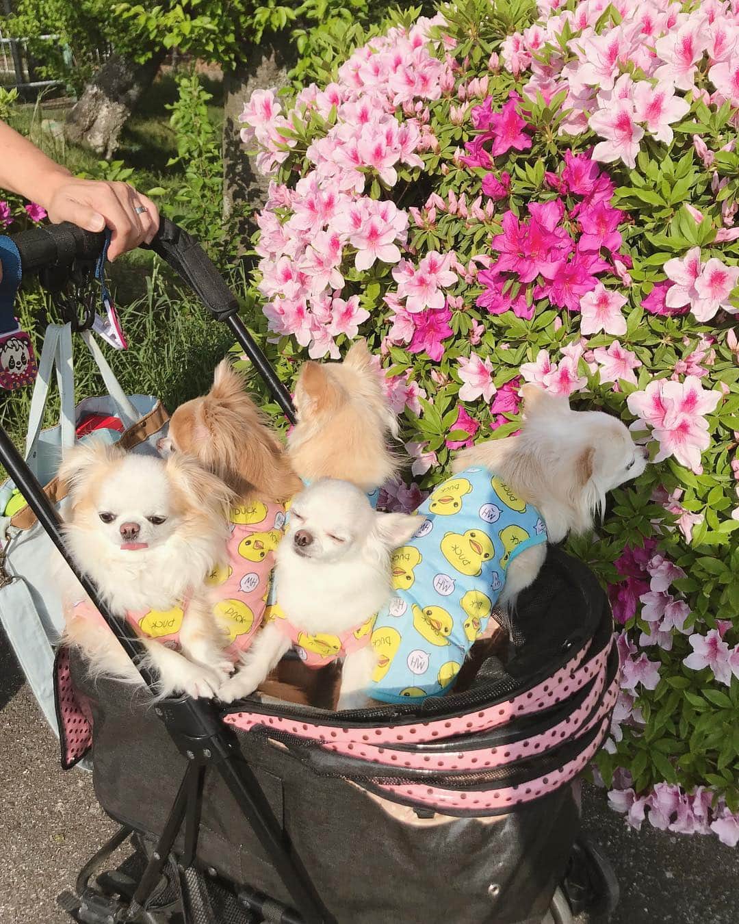 ∞maki∞??????さんのインスタグラム写真 - (∞maki∞??????Instagram)「2019.5.2 デコ♡フワ♡ピノ♡サラ♡オミ♡ ・ ・ ポカポカ陽気〜😚🌺💗✨ ・ ・ #ポカポカ陽気#お出かけ#dog#Chihuahua#Chihuahualove#Chihuahualife#instaChihuahua#photooftheday#IGersJP#west_dog_japan#all_dog_japan#happy#cute#love#犬#愛犬#チワワ#ちわわ#ロングコートチワワ#多頭飼い#可愛い#癒し#幸せ#仲良し#Goodnight#おやすみ」5月2日 21時19分 - maki_dfpso