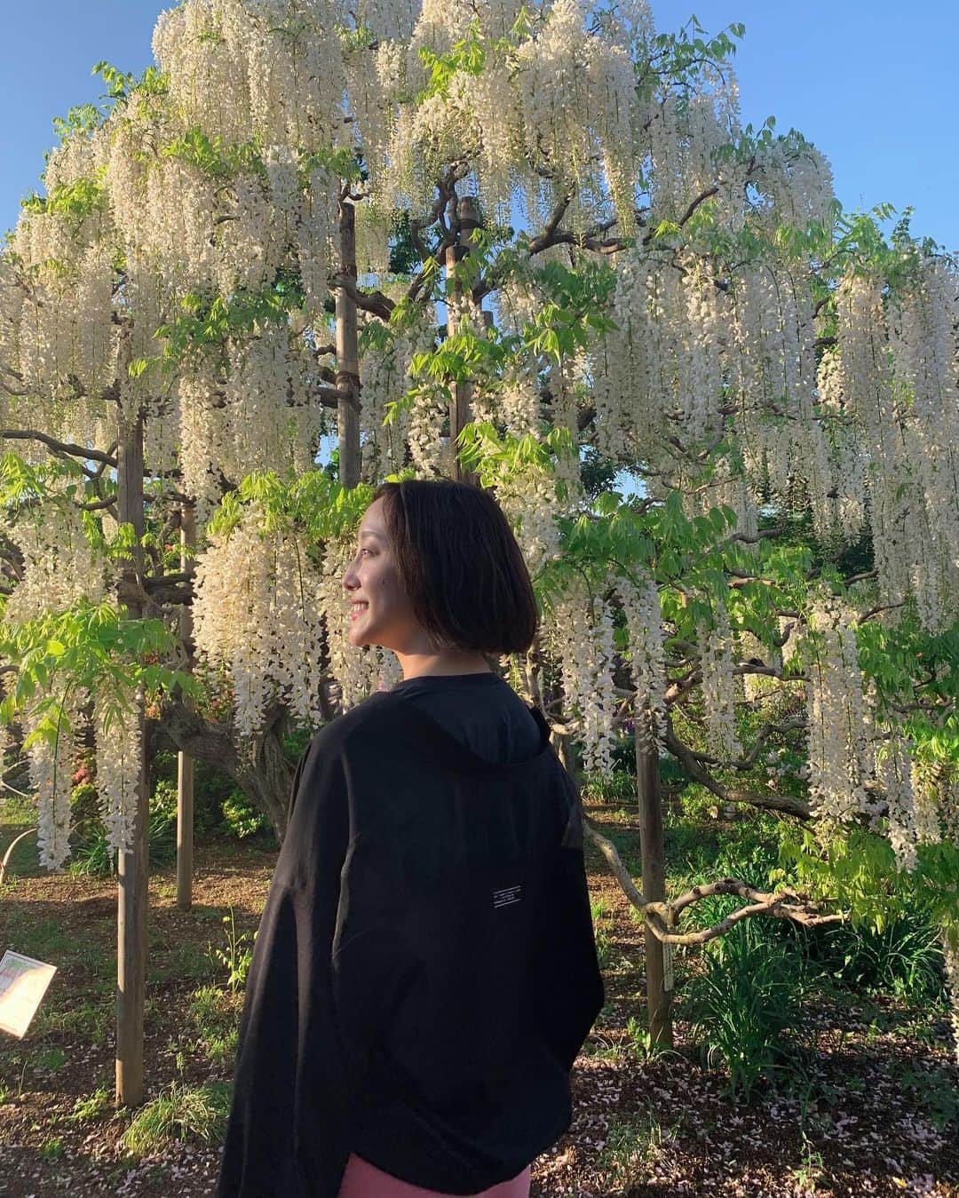 泉見祐希のインスタグラム：「栃木初上陸🍋 藤の花が満開でいい香りだった☺️ (レモン牛乳飲み損なった)」