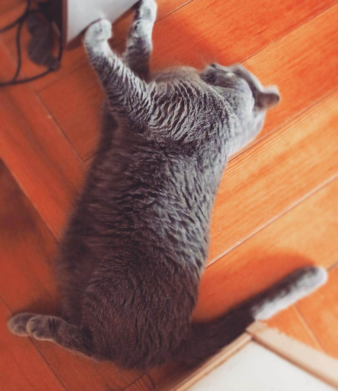 チキン南蛮カレーのルウ王子のグルメインスタ