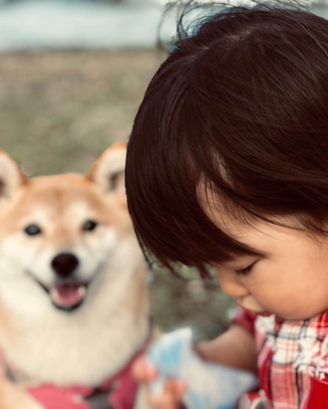 ゆもこさんのインスタグラム写真 - (ゆもこInstagram)「「お外遊びに行ってきたよ！いもーともひよりもニッコニコだったのー！」 #ひよパパ撮影  今回もひよパパ撮影の写真です☺️ 今日はいいお天気だったので、お弁当持ってお出かけしてきました🍙👨🧒🐶👩🍱 風も気持ちよく、暑すぎないいいお天気だったのでシャボン玉飛ばしたりフリスビーしたりと楽しかったです☺️ GWも後半戦ですね💦 ほんとお休みはあっという間に過ぎ去って行きます😂 ※ ※ ※ #dogsofinstagram #日本犬 #柴犬 #柴 #赤柴 #shiba #犬バカ部 #ふわもこ部 #柴犬マニア #しば #shibadog #sibainu #ひより日和 #柴女子 #shibagram #shibastagram #いぬら部 #柴犬ひより #いぬのきもち #pecoいぬ部」5月2日 21時36分 - yumohiyo