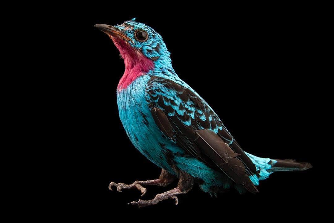 Joel Sartoreさんのインスタグラム写真 - (Joel SartoreInstagram)「There are many colorful birds in the Photo Ark, but this spangled cotinga @officialdwazoo is among the boldest of the bunch with its bright turquoise blue and purple plumage. Found in the Amazon rain forest, this species frequents fruiting trees to forage for food, but is often spotted perched in dead branches that emerge from the top of the tallest trees. Similar to other members of the genus Cotinga, this bird lacks true vocalizations, though its wings have been known to make a whistling sound during flight. Protecting the rain forest is key to saving this and hundreds of other species that depend on it for food and shelter. No matter where you live, you can have a positive impact by reducing your use of paper products, saving both trees and wildlife! #cotinga #bird #bluebird #turquoise #amazon #rainforest #photoark #savetogether」5月2日 21時48分 - joelsartore