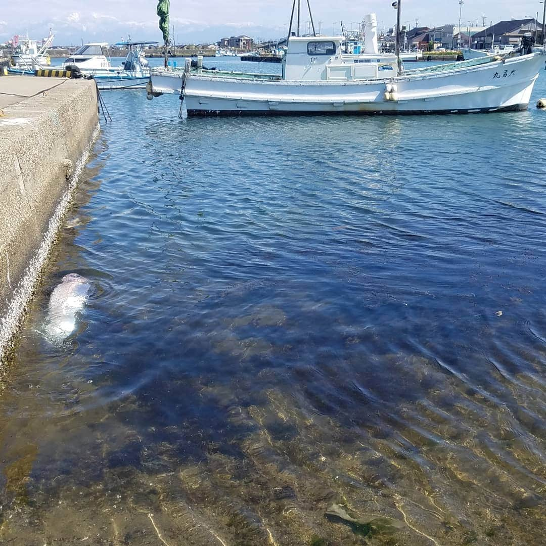 槇谷玲美さんのインスタグラム写真 - (槇谷玲美Instagram)「深海魚発見！？ #深海魚#リュウグウノツカイかと思ったけど違うみたい#サケガシラかなぁ？#新湊漁港#射水市」5月2日 21時50分 - narumi_makitani