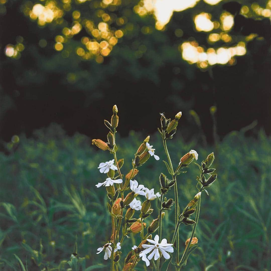 フィラデルフィア美術館さんのインスタグラム写真 - (フィラデルフィア美術館Instagram)「Don't miss your chance to learn about American photographer #DavidLebe and his remarkable artistic range. "Long Light: Photographs by David Lebe" closes May 5. • “Angelo in Robe," 1979 (negative); 1995 (print), by David Lebe © David Lebe. "Campion Sundown," around 2005 (negative); 2015 (print), by David Lebe © David Lebe. "Morning Ritual No. 28," 1994 (negative); 1996 (print), by David Lebe © David Lebe. "Angelo, Rooftop, 1979 sketch," 1979 (negative); around 1980–81 (print), by David Lebe © David Lebe. "Subway," 1970 (negative); around 1970–79 (print), by David Lebe © David Lebe. "Unphotograph One - Edith Neff," February 10, 1974 (negative); around 1974–75 (print), by David Lebe © David Lebe.」5月2日 21時57分 - philamuseum