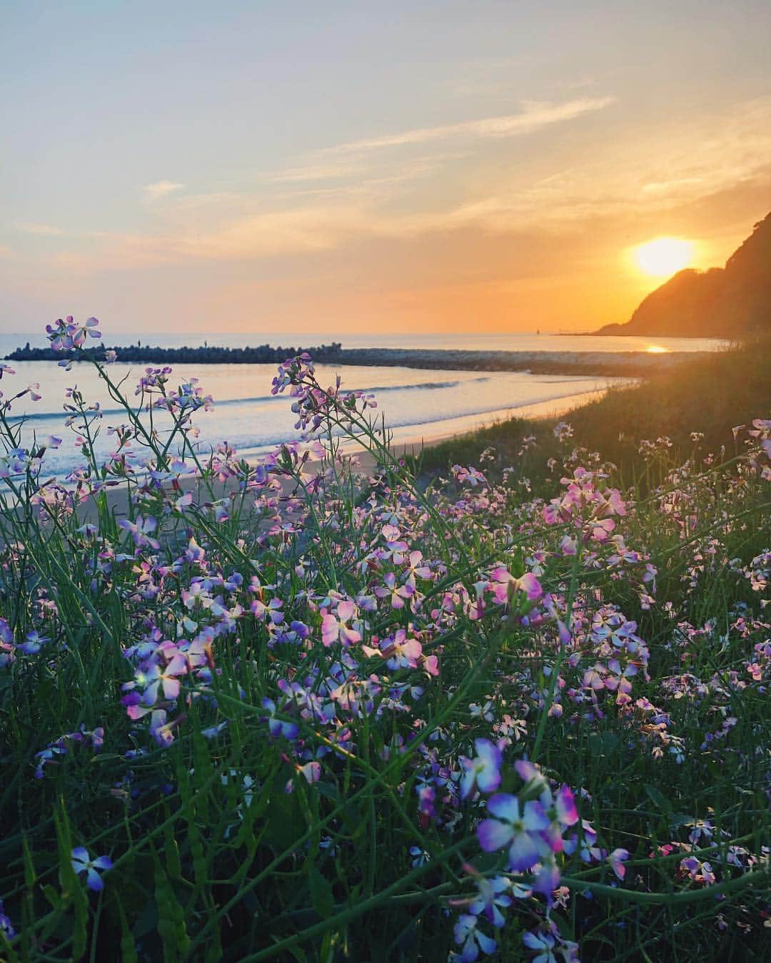 のインスタグラム：「🌼🌸🌼🌸🌼」