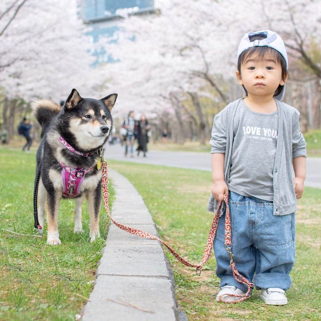 吾子さんのインスタグラム写真 - (吾子Instagram)「・ ・ 小さなお友達TO-JI（とーじ）くん👦🏻 @eden.1215 と桜が満開🌸の #中島公園 をお散歩💁🏻‍♀️🐶👦🏻💕✨ ・ 海外の観光客の皆さんも、みんな笑顔になってとってもほのぼのしたよ🐶👦🏻💕☺️☺️☺️💕 ・ 世界共通だね☺️💕 ・ 桜とこの2人🐶👦🏻❓のおかげでとっても癒されたー😍 ・ #またお散歩しようね 🐶💕✨ #TO-JIくんは1歳4ヶ月👦🏻💕✨ #アコは5歳🐶💕✨ ・ ・ 北海道の柴犬 #柴北会 の皆ワン🐶💕連休のクン活がんばろう🌸 ・ #adorable #instadog#shibainu#dog#instagramjapan#instashiba#kuroshiba #kuroshiba#socute #cutedog#いぬのきもち #黒柴 #dogstagram#sapporo」5月2日 22時20分 - acoshiba