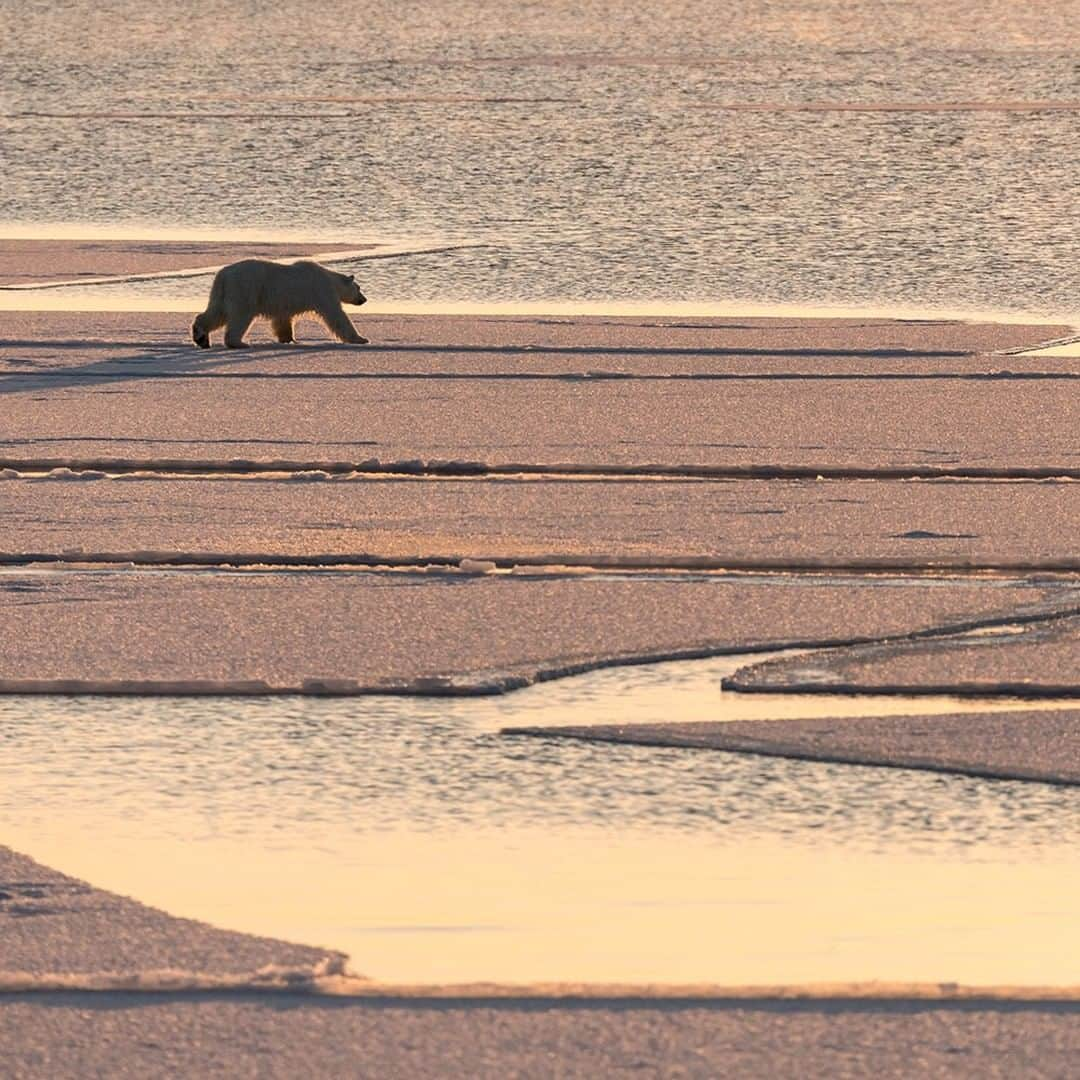 National Geographic Travelさんのインスタグラム写真 - (National Geographic TravelInstagram)「Photo by @daisygilardini | By April the pack ice in the frozen fjords of Svalbard are slowing opening up. This young bear is scouting the ice edge looking for seals. Of the eight species of bears, polar bears are the only bear  to be truly carnivorous. They are at the top of the Arctic food chain, and seals represent 90% of their diet. As apex predators, polar bears are exposed to high levels of pollutants, which accumulate in the food chain. Therefore they’re a good indicator of the health of the entire Arctic ecosystem. Follow me @daisygilardini for more images and behind-the-scenes stories. #polarbear #arctic #packice #Svalbard #climatechange」5月2日 22時23分 - natgeotravel