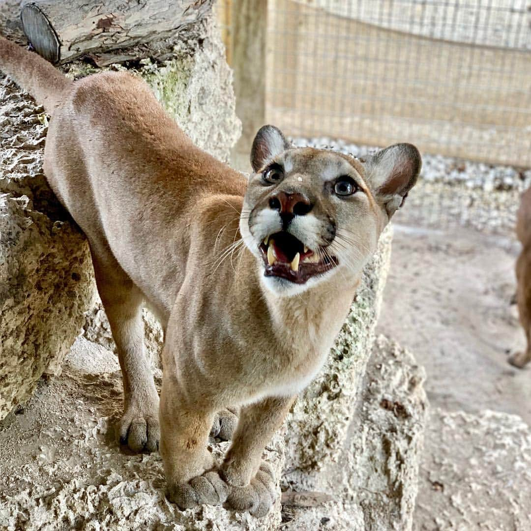 Zoological Wildlife Foundationのインスタグラム