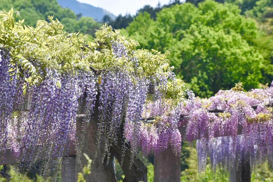 岡田ひとみ（ねんドル）さんのインスタグラム写真 - (岡田ひとみ（ねんドル）Instagram)「#wisteria #flower #photography #photoshoot #japan #japon #一眼レフ #写真 #藤」5月2日 22時45分 - hitomi_nendol