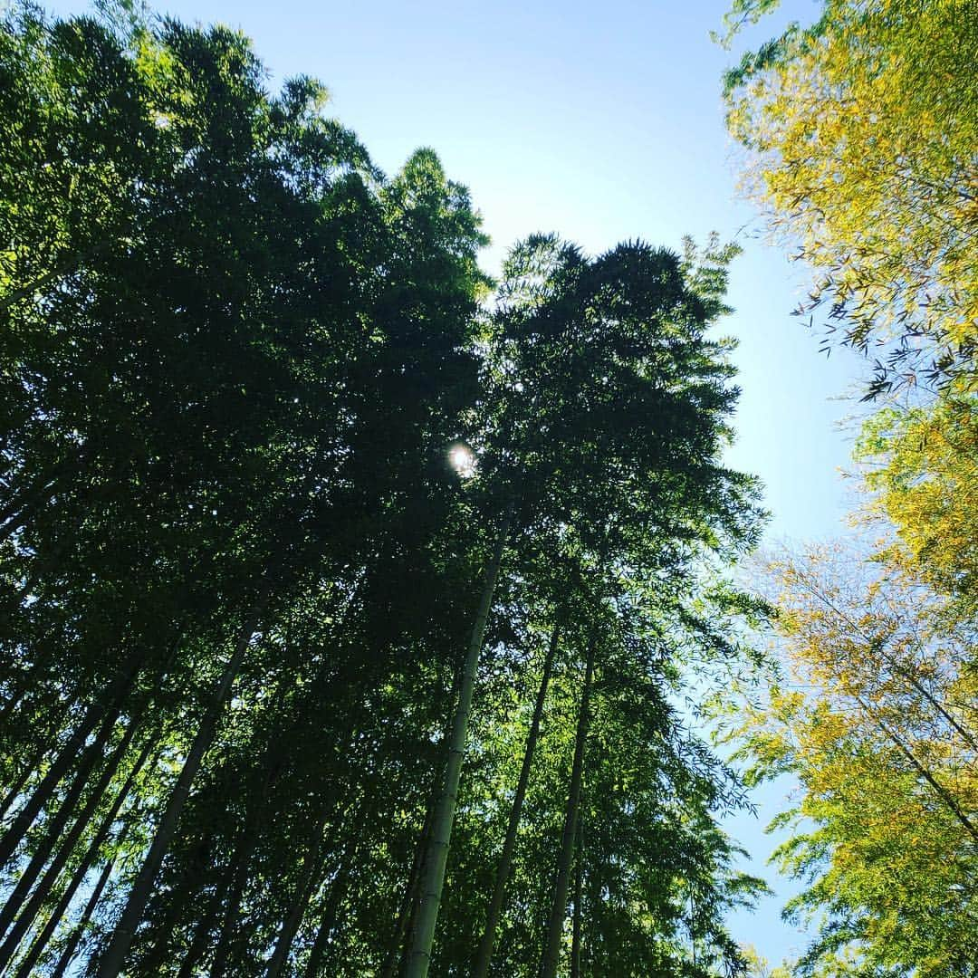 芳野友美さんのインスタグラム写真 - (芳野友美Instagram)「#修善寺 まで日帰りの#プチ旅 に行ってきたよ♪ #達磨岩 に睨まれ（笑） #天然記念物 の#一位樫 や#樹齢800年 の#子宝の杉 に圧倒され #竹林の小径 に癒される… そんな素敵な1日でした✨」5月2日 22時49分 - yumi_yoshino_1980